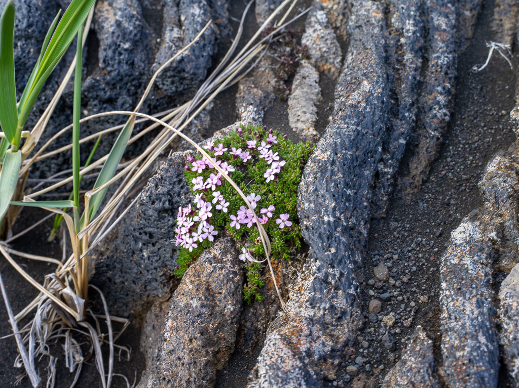 Pentax 645D / 31 Pentax 645D   31