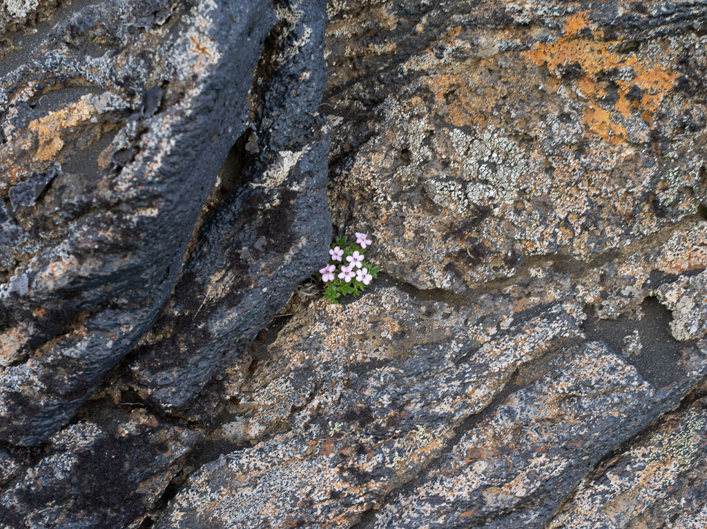 Pentax 645D / 31 Pentax 645D   31