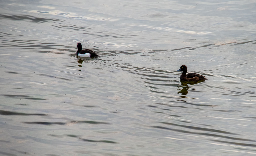 Pentax K-1 / 16 Pentax K-1   16