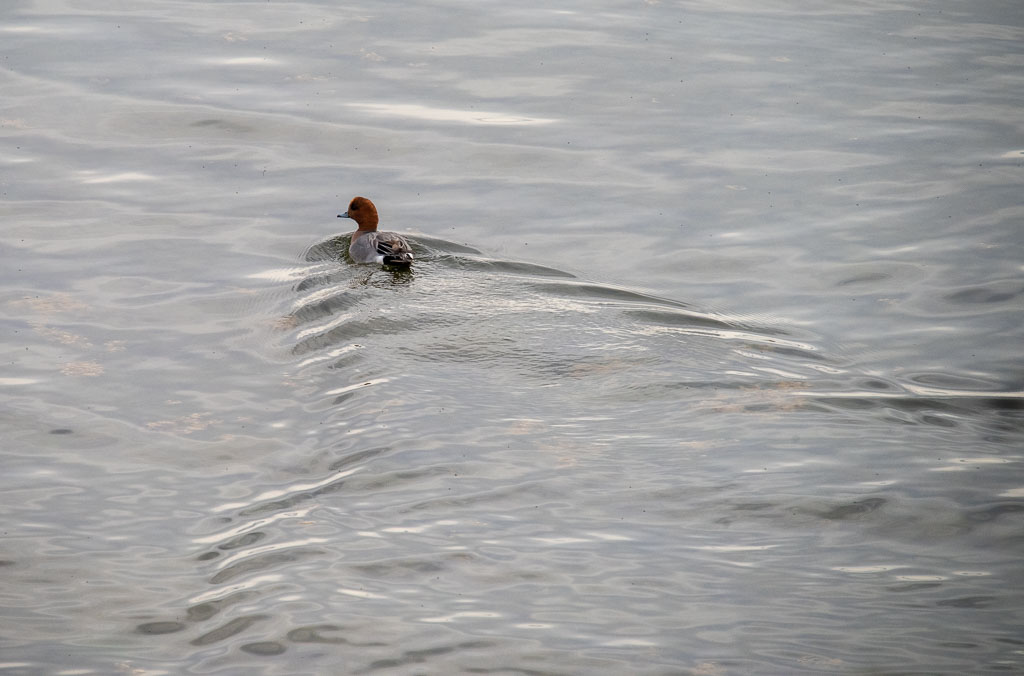 Pentax K-1 / 16 Pentax K-1   16