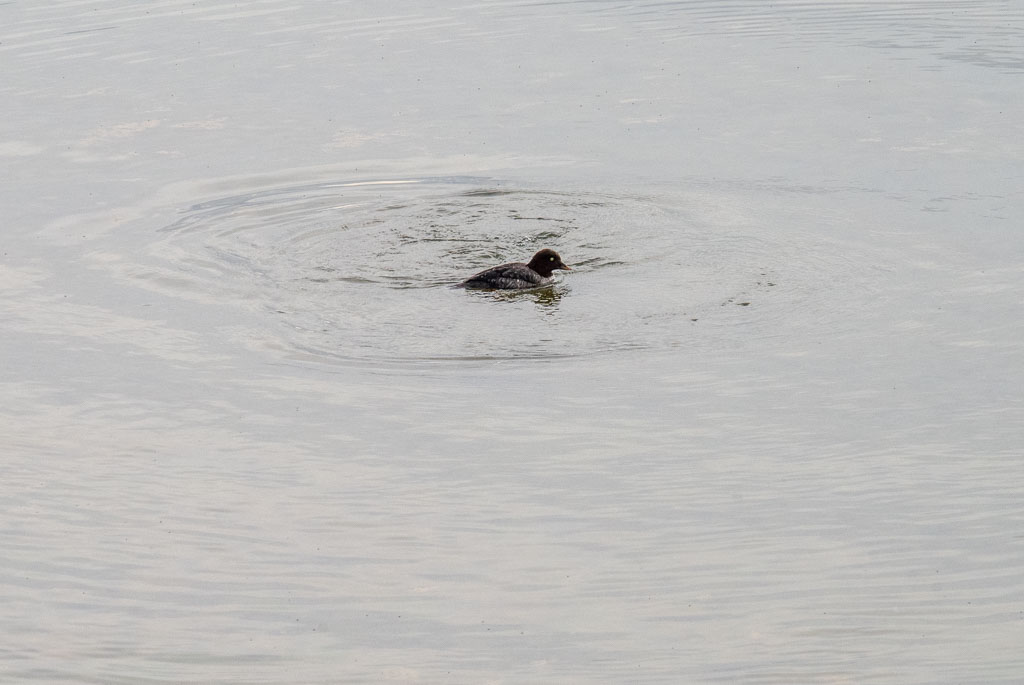 Pentax K-1 / 16 Pentax K-1   16