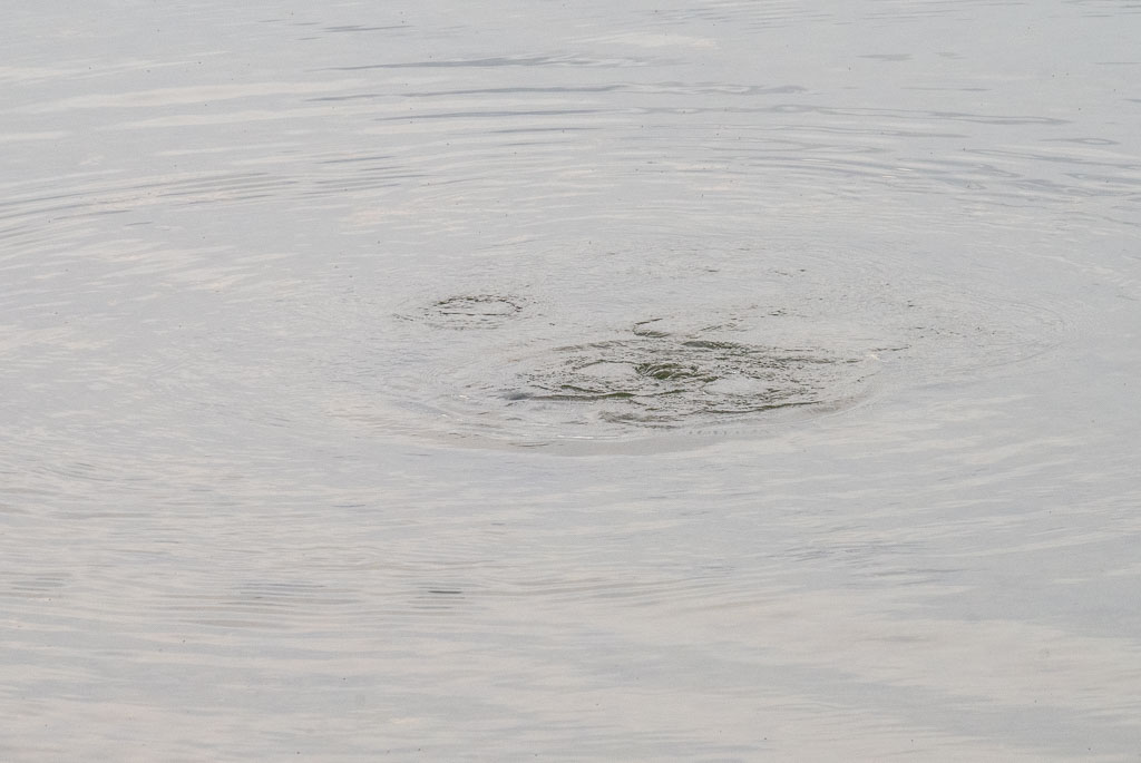 Pentax K-1 / 16 Pentax K-1   16