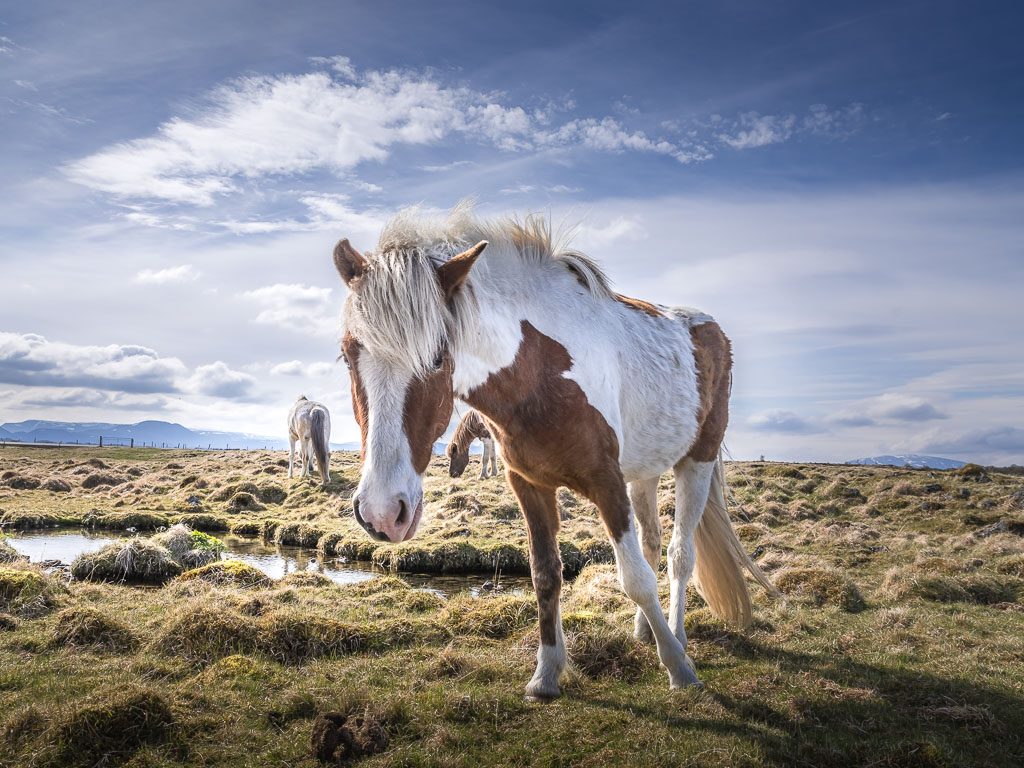 Pentax K-1 / 19 Pentax K-1   19