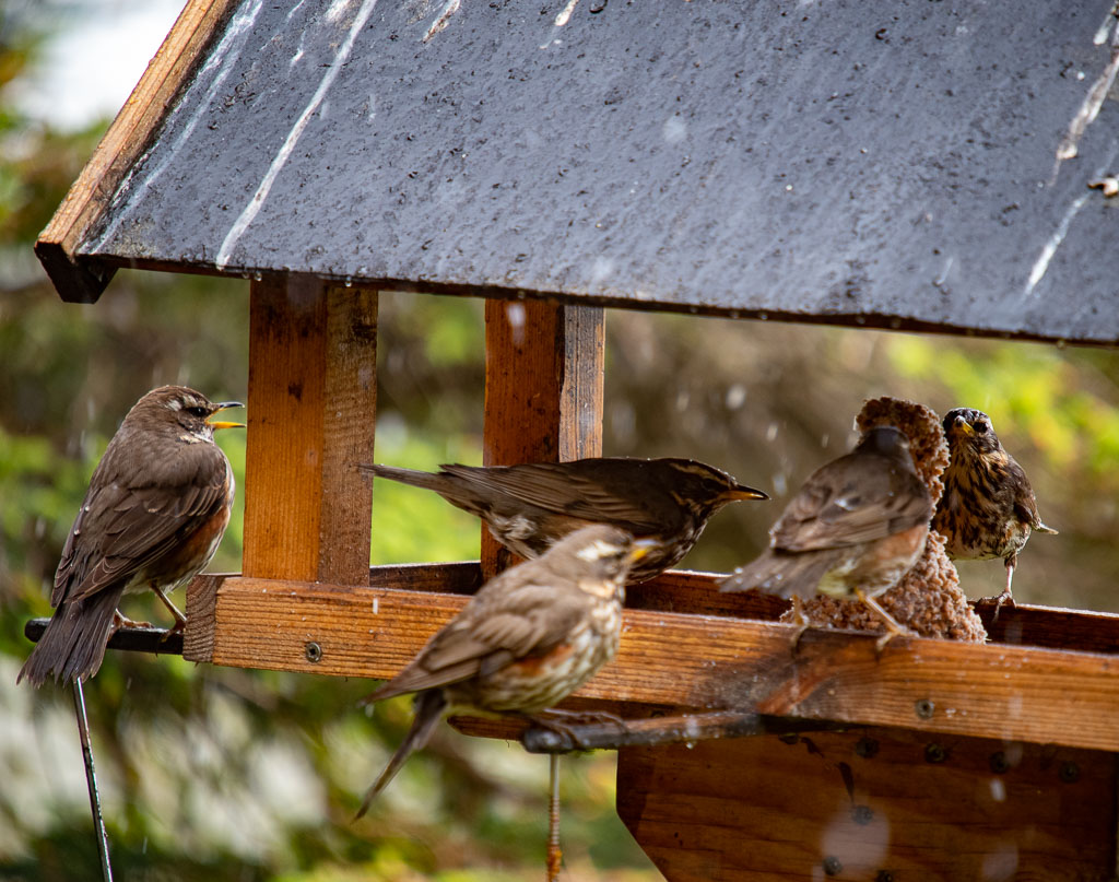 Pentax K-1 / 27 Pentax K-1   27