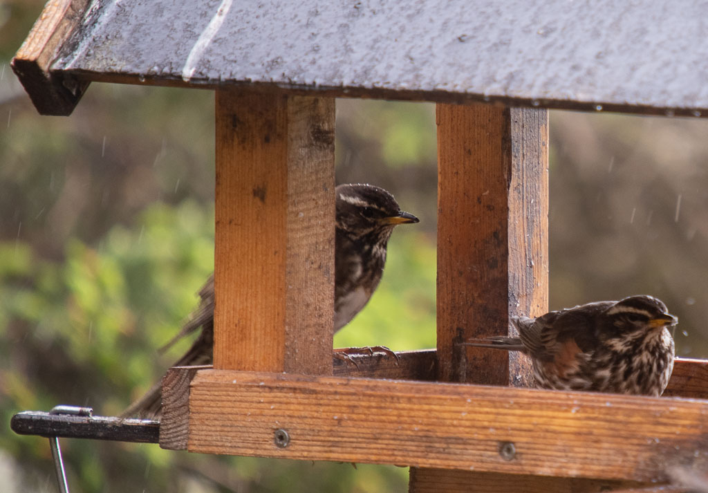 Pentax K-1 / 27 Pentax K-1   27