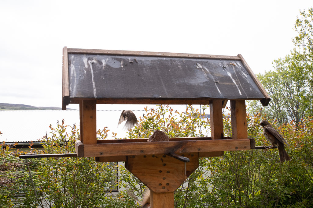 Pentax K-1 / 27 Pentax K-1   27