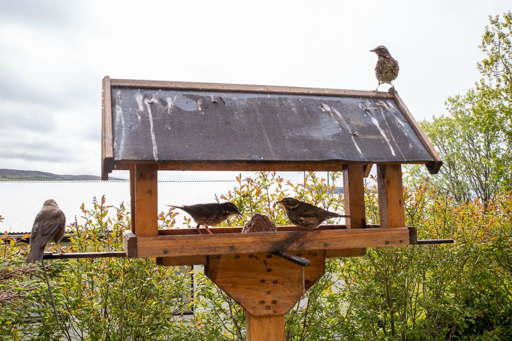 Pentax K-1 / 27 Pentax K-1   27