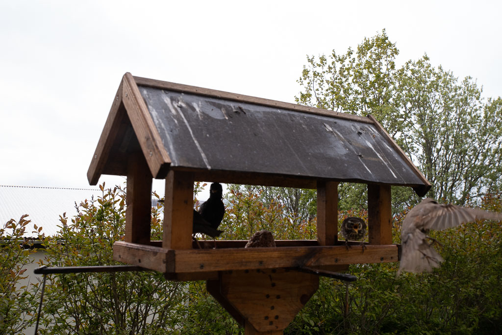 Pentax K-1 / 27 Pentax K-1   27