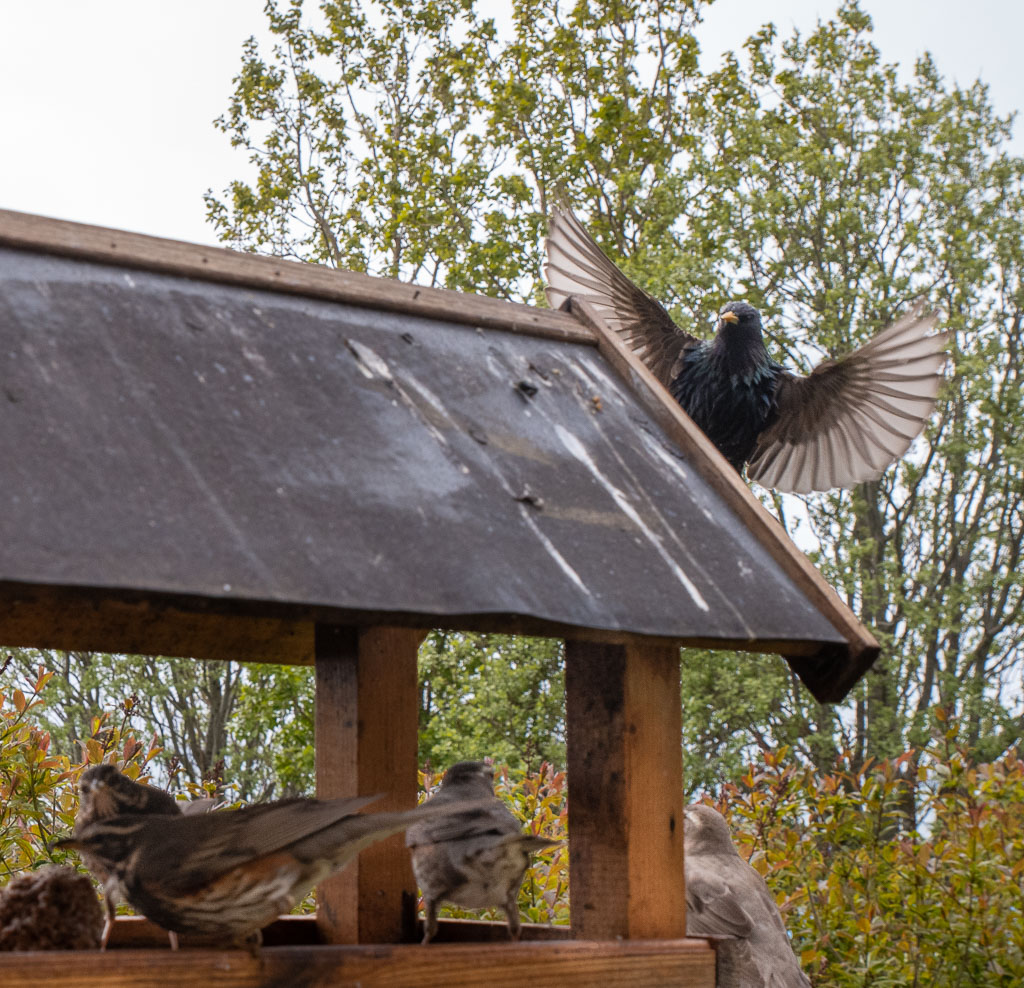Pentax K-1 / 27 Pentax K-1   27