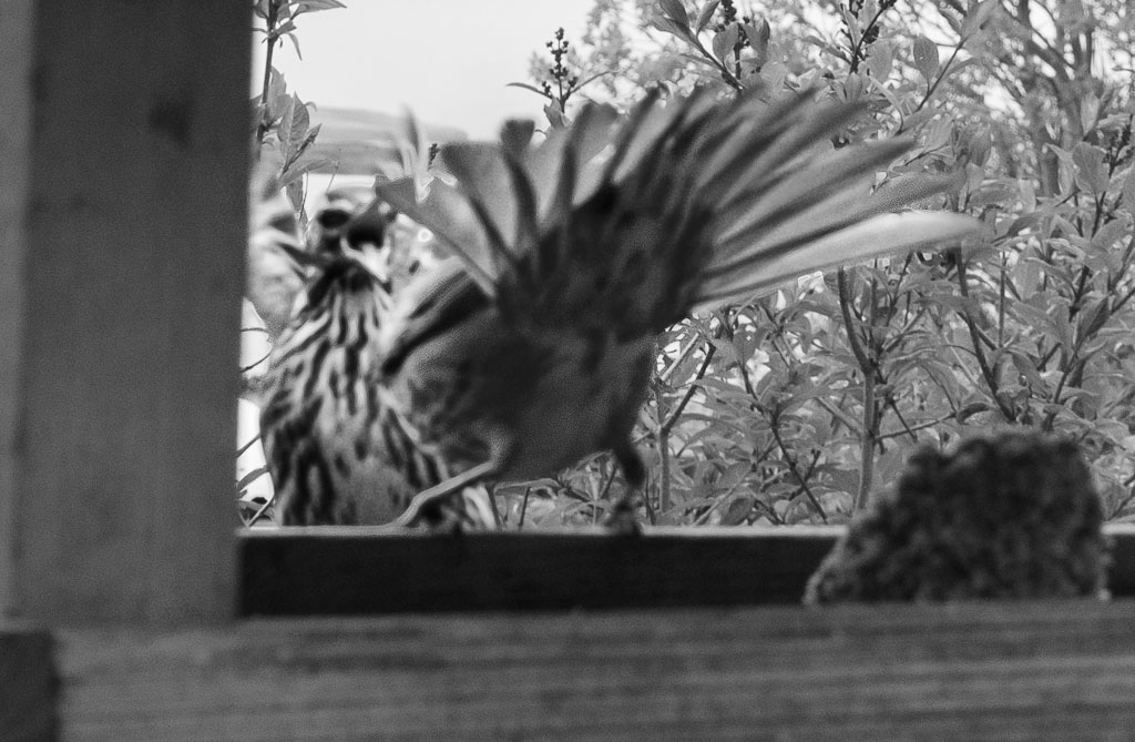 Pentax K-1 / 27 Pentax K-1   27