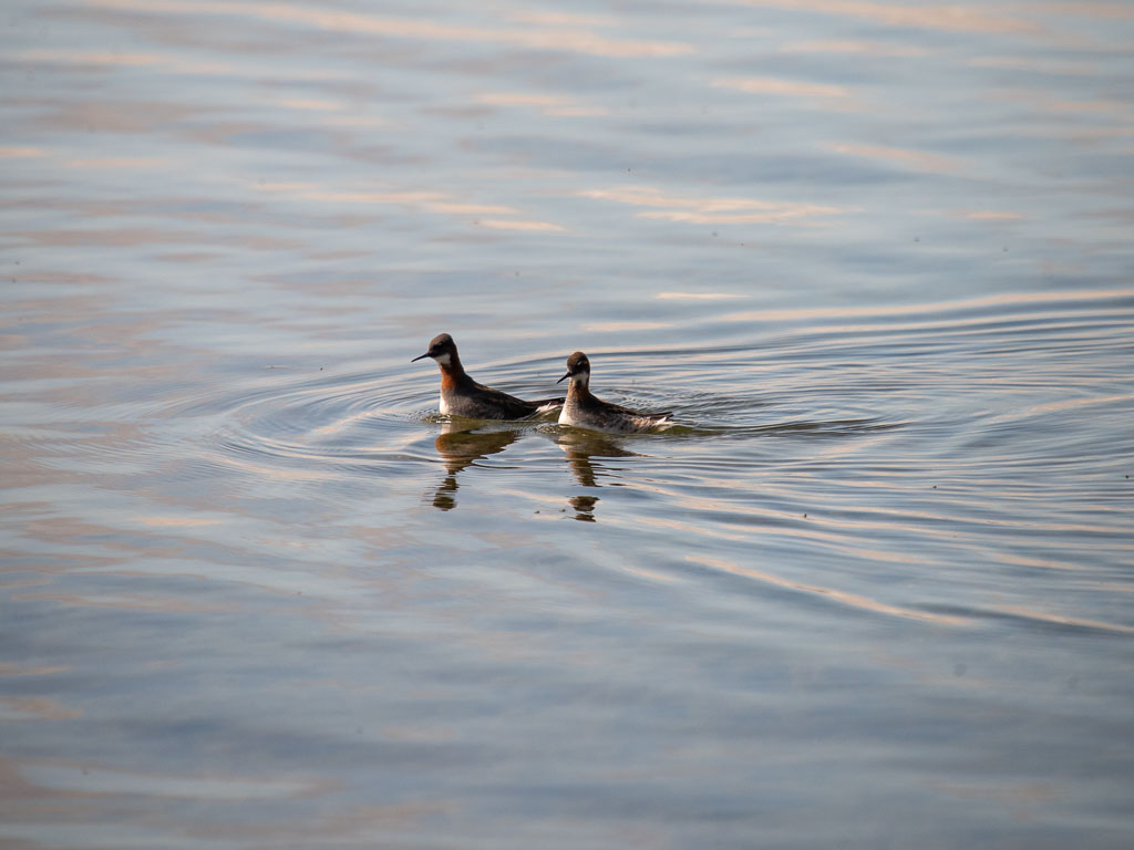Pentax K-1 / 31 Pentax K-1   31