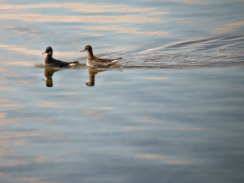 Pentax K-1 / 31 Pentax K-1   31