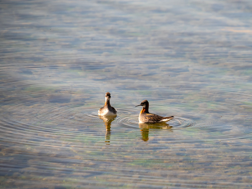 Pentax K-1 / 31 Pentax K-1   31