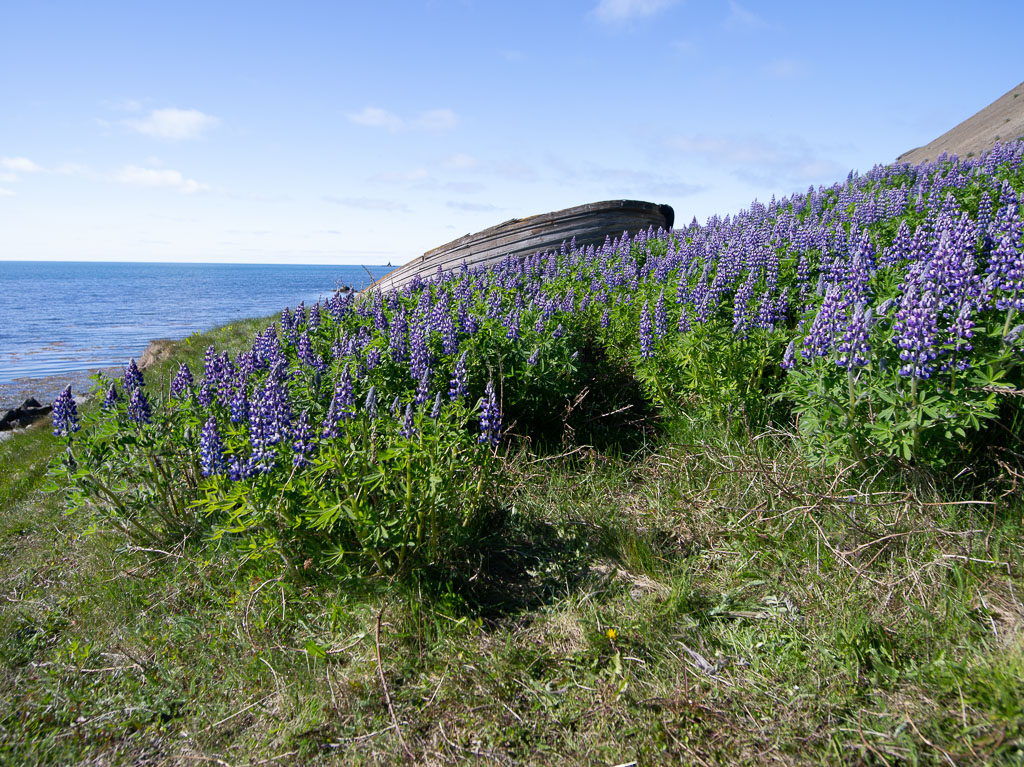 Pentax 645D / 7 Pentax 645D   7