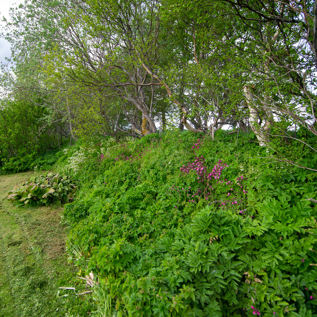 Pentax 645D / 15 Pentax 645D   15