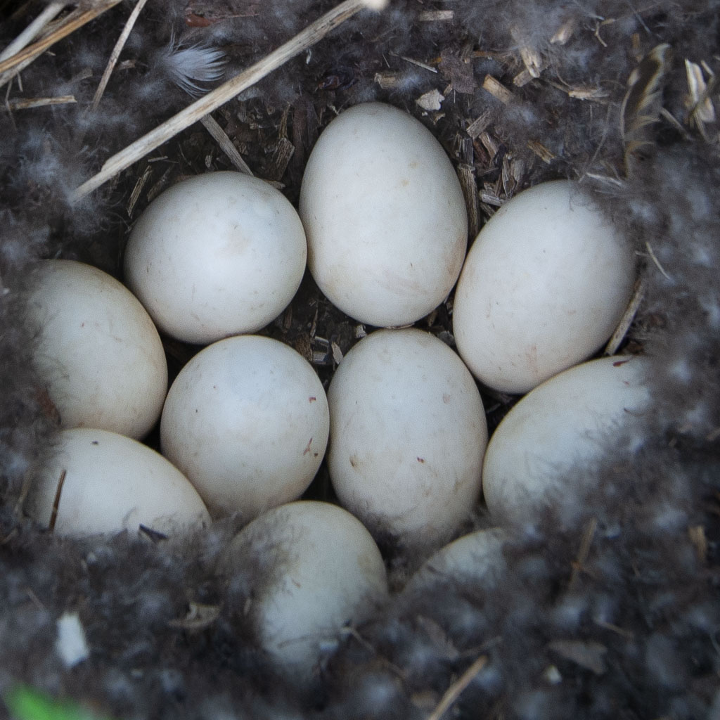 Pentax 645D / 15 Pentax 645D   15