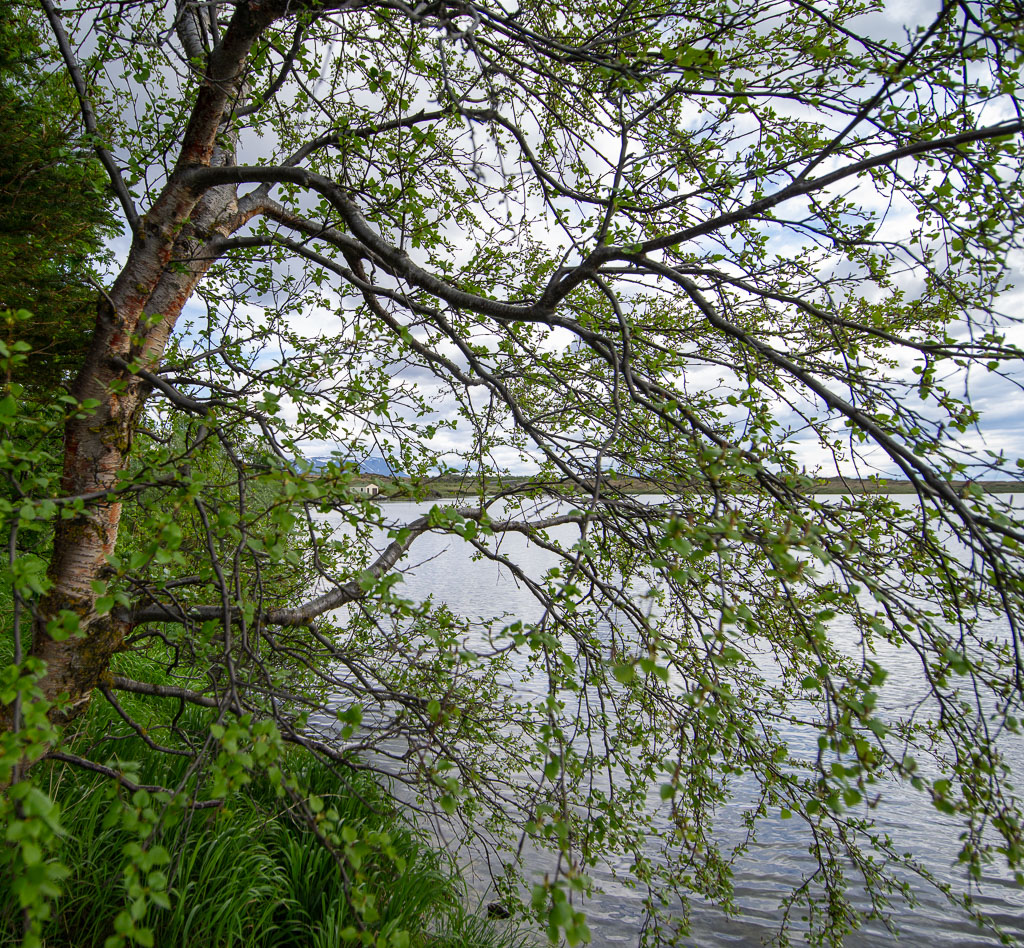 Pentax 645D / 15 Pentax 645D   15