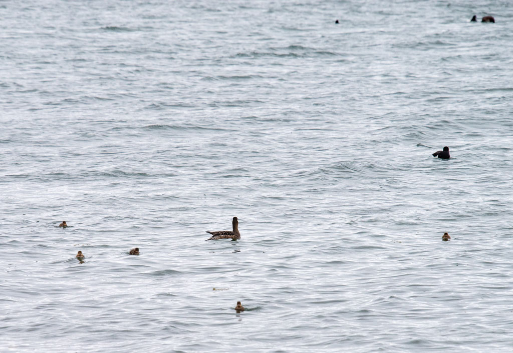 Pentax K-1 / 14 Pentax K-1   14