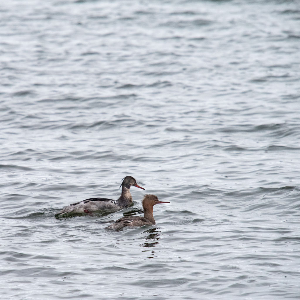 Pentax K-1 / 14 Pentax K-1   14