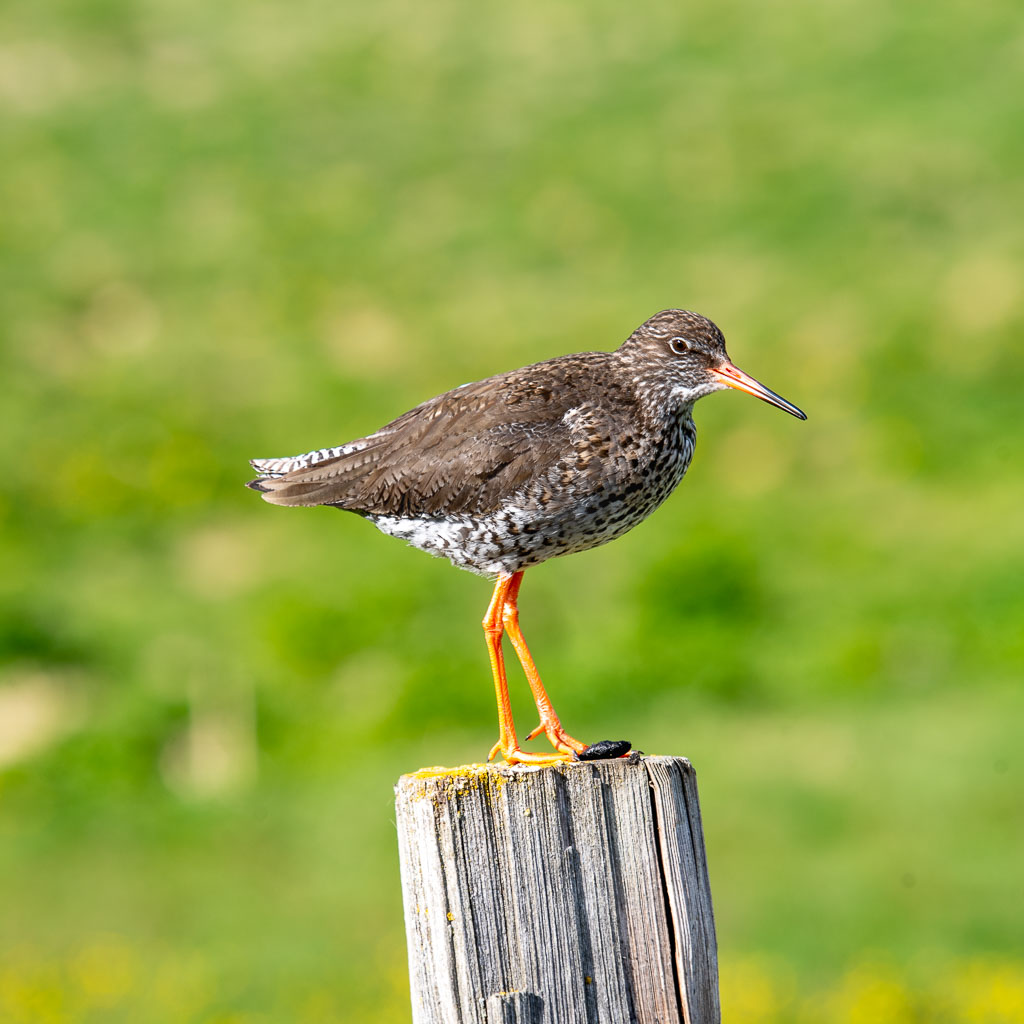 Pentax K-1 / 15 Pentax K-1   15