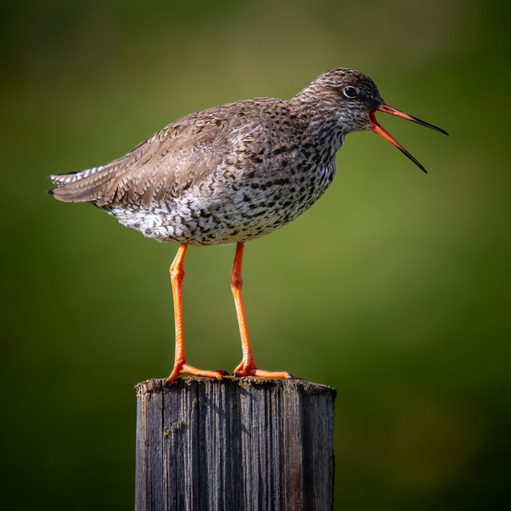 Pentax K-1 / 15 Pentax K-1   15
