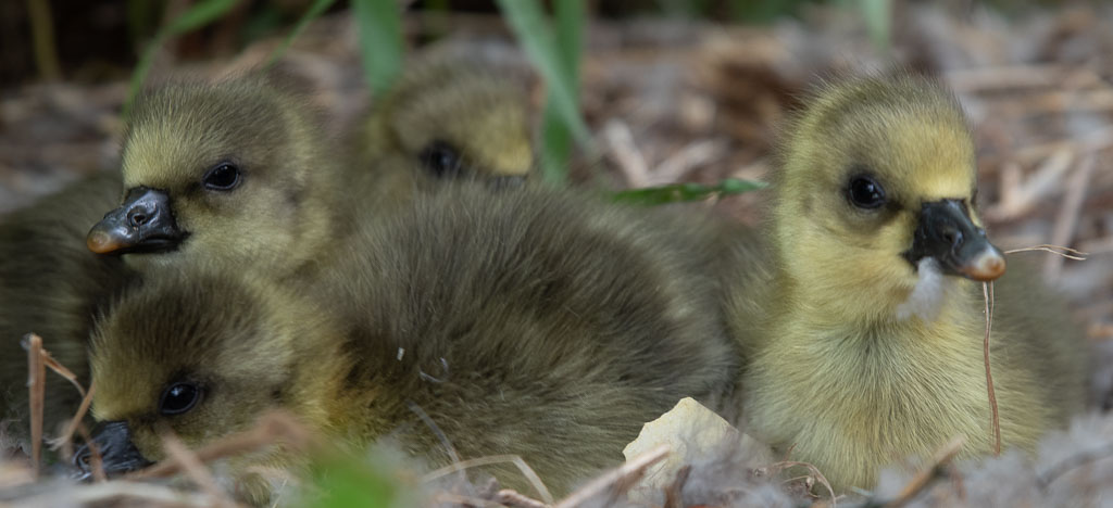 Pentax K-1 / 18 Pentax K-1   18