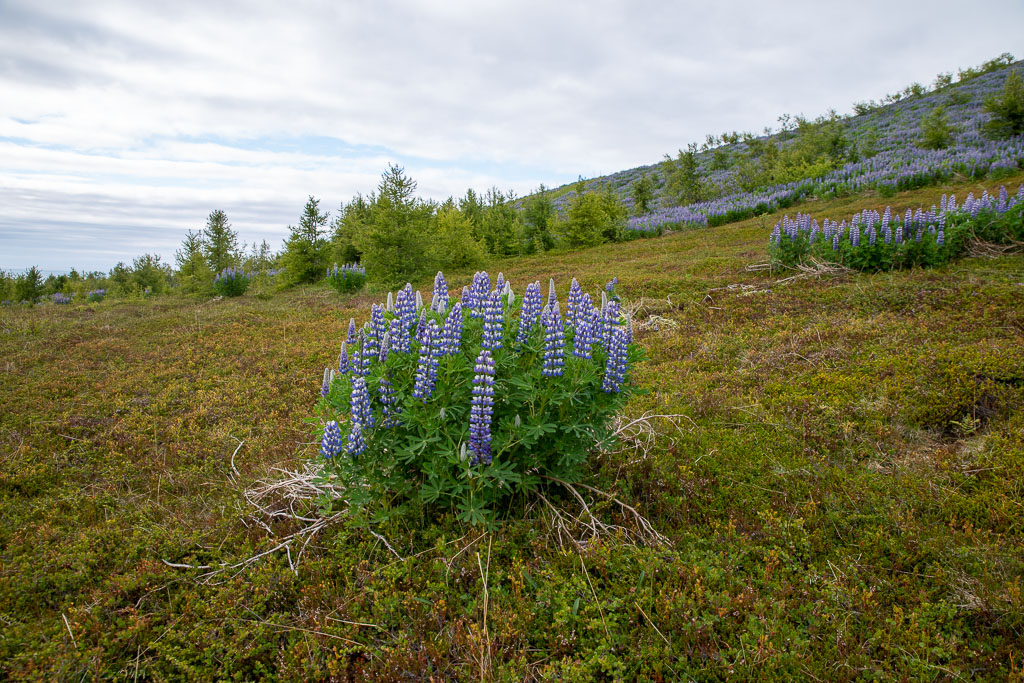 Pentax K-1 / 20 Pentax K-1   20