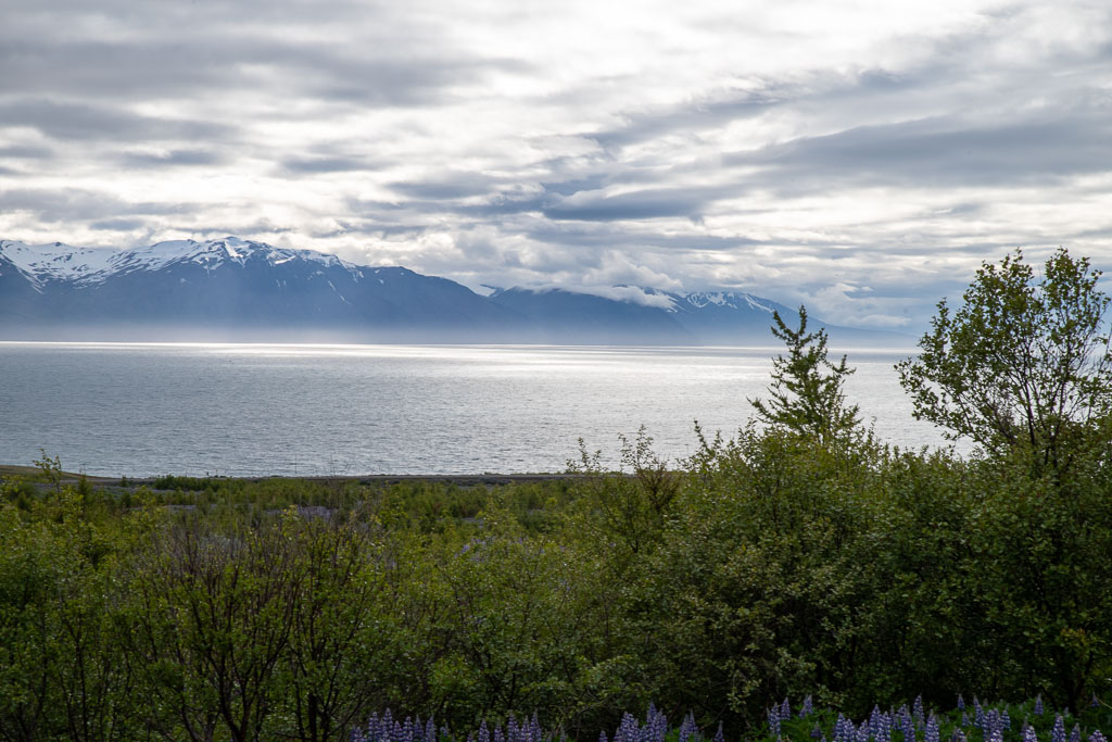 Pentax K-1 / 20 Pentax K-1   20