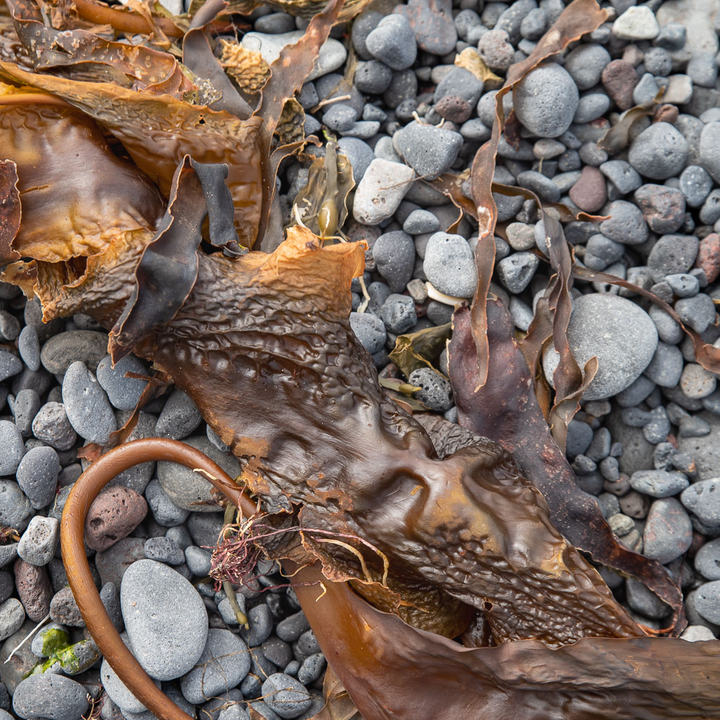 Pentax K-1 / 22 Pentax K-1   22