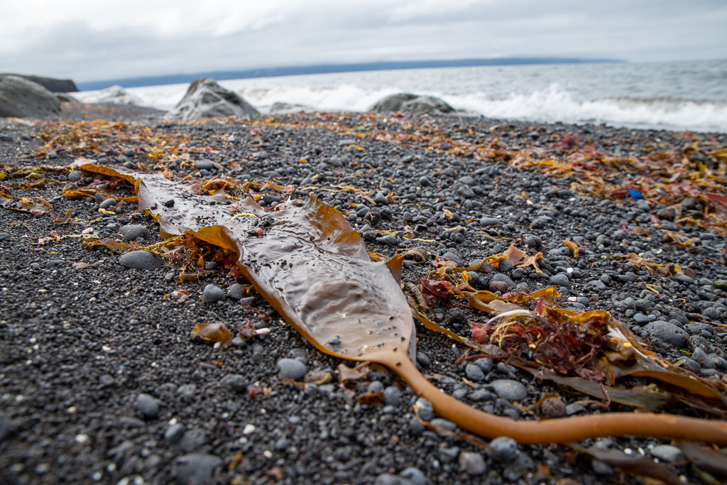 Pentax K-1 / 22 Pentax K-1   22