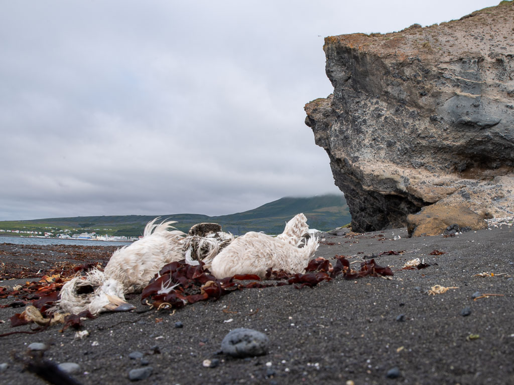 Pentax K-1 / 22 Pentax K-1   22