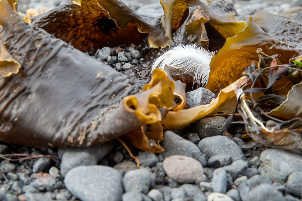 Pentax K-1 / 22 Pentax K-1   22