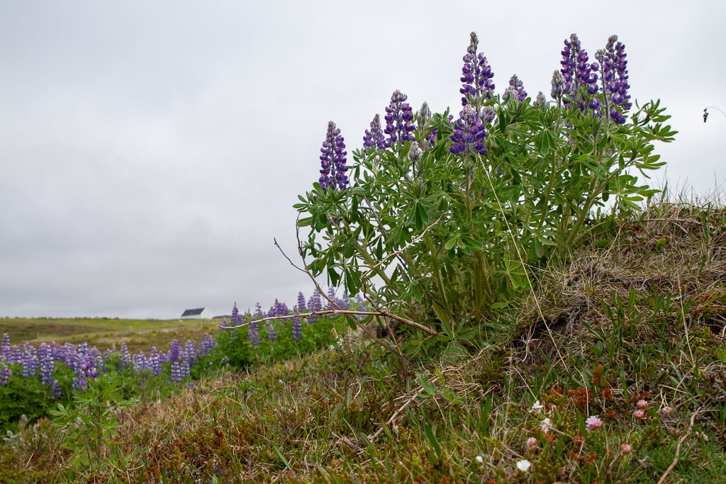 Pentax K-1 / 22 Pentax K-1   22