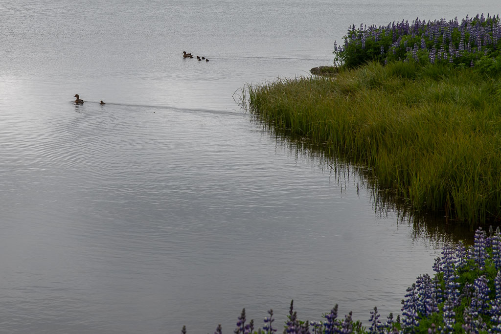 Pentax K-1 / 22 Pentax K-1   22