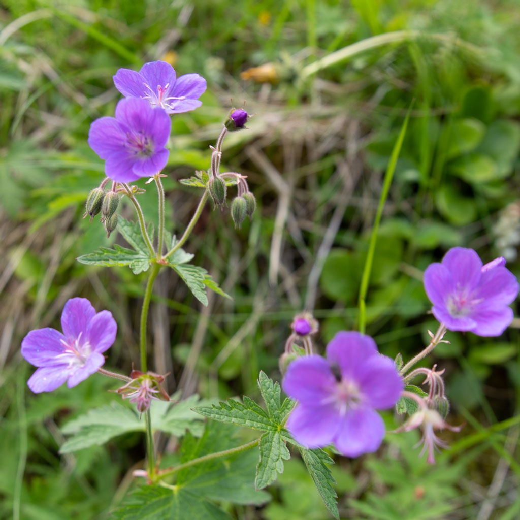 Pentax K-1 / 4 Pentax K-1   4