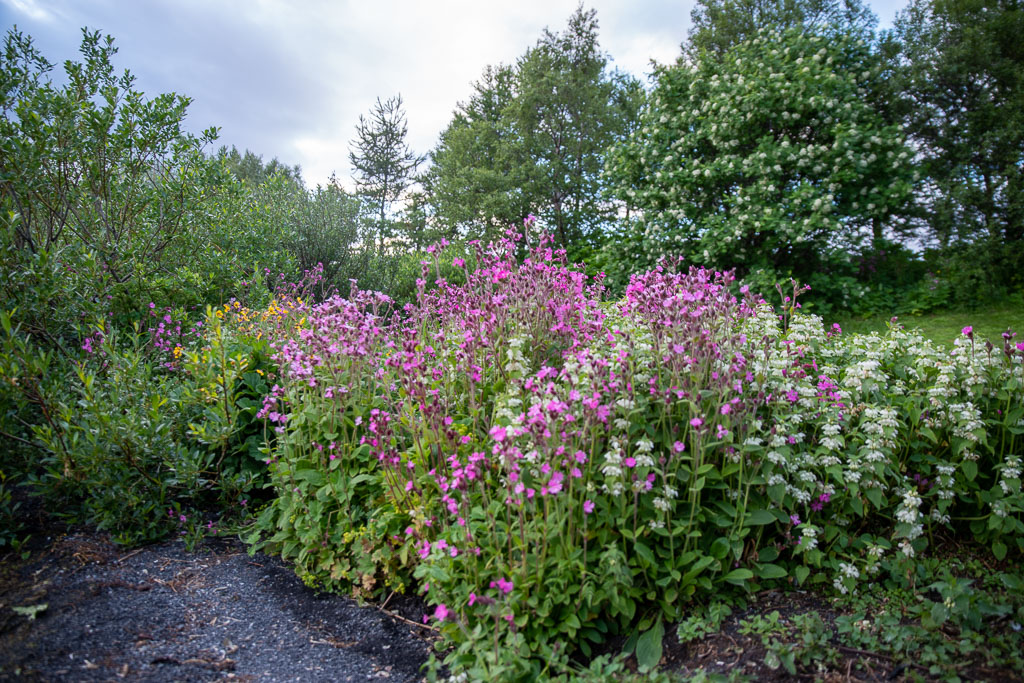 Pentax K-1 / 4 Pentax K-1   4