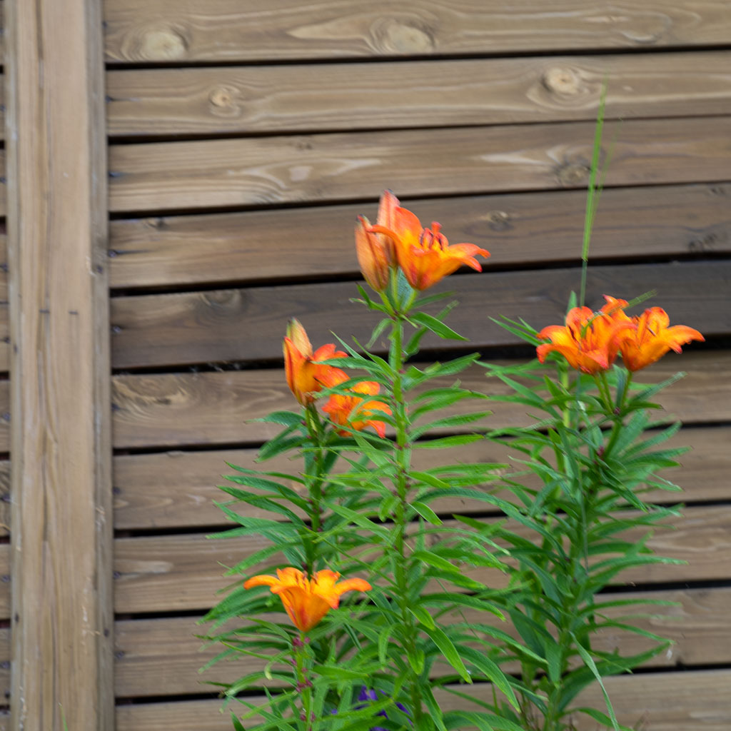 Pentax K-1 / 26 Pentax K-1   26