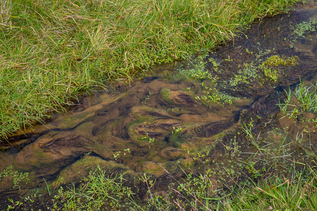 Pentax K-1 / 29 Pentax K-1   29