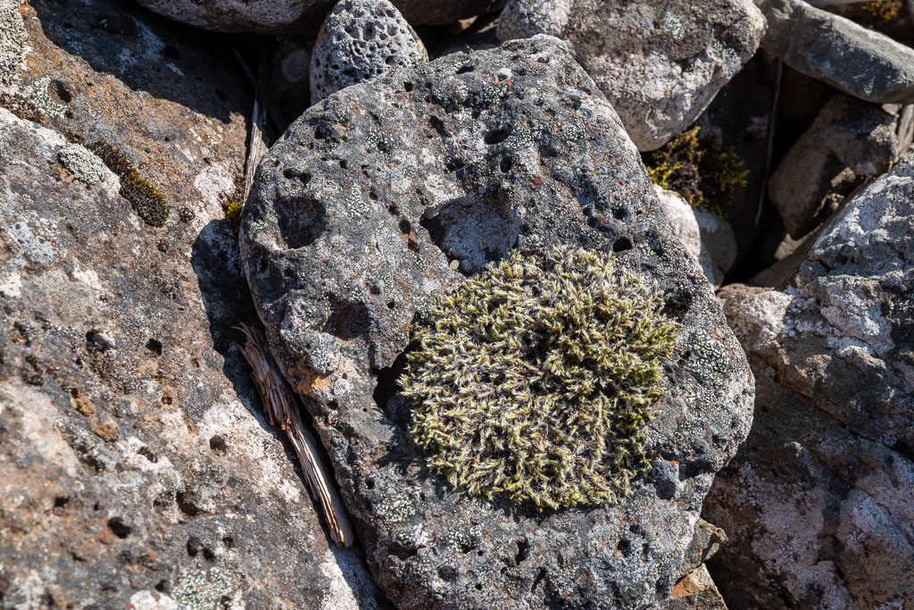 Pentax K-1 / 1 Pentax K-1   1