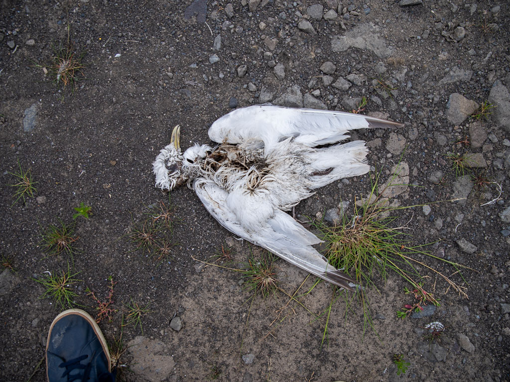 Pentax K-1 / 5 Pentax K-1   5