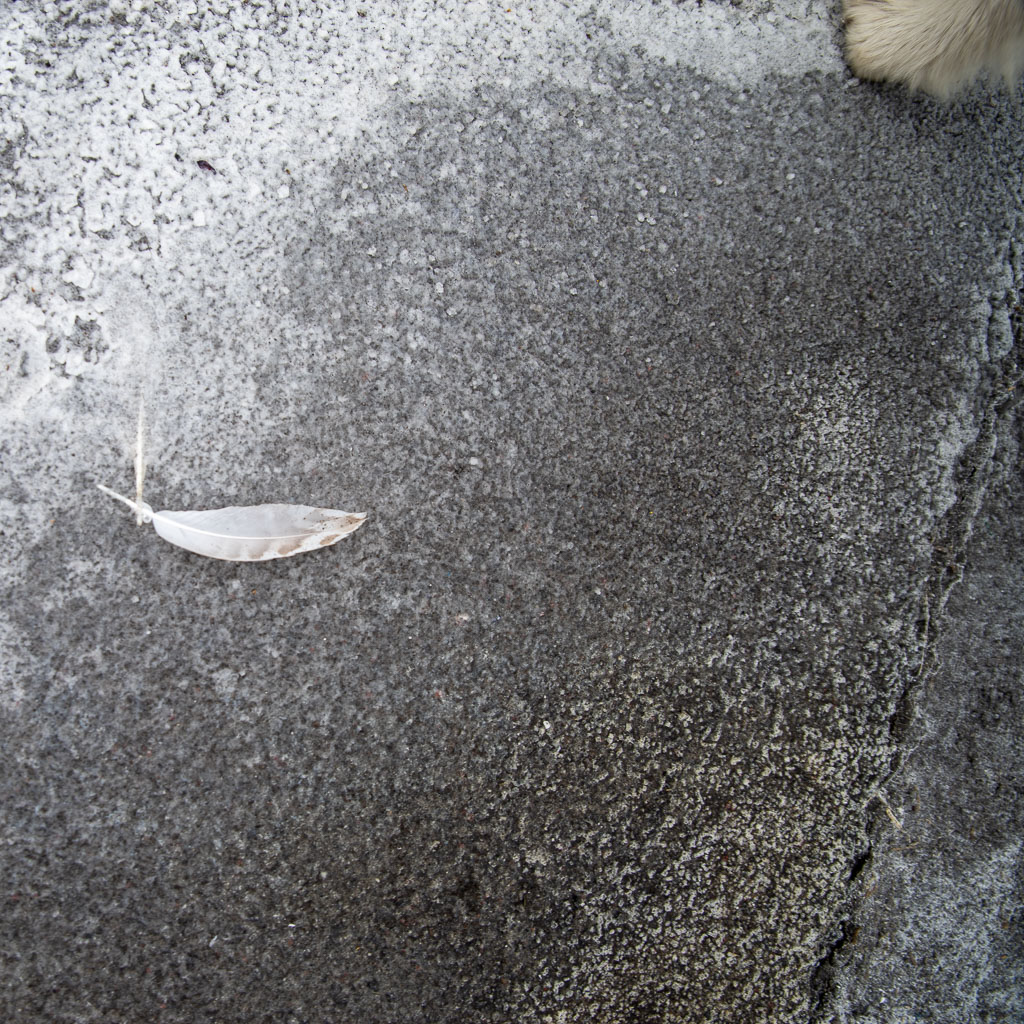 Pentax K-1 / 5 Pentax K-1   5