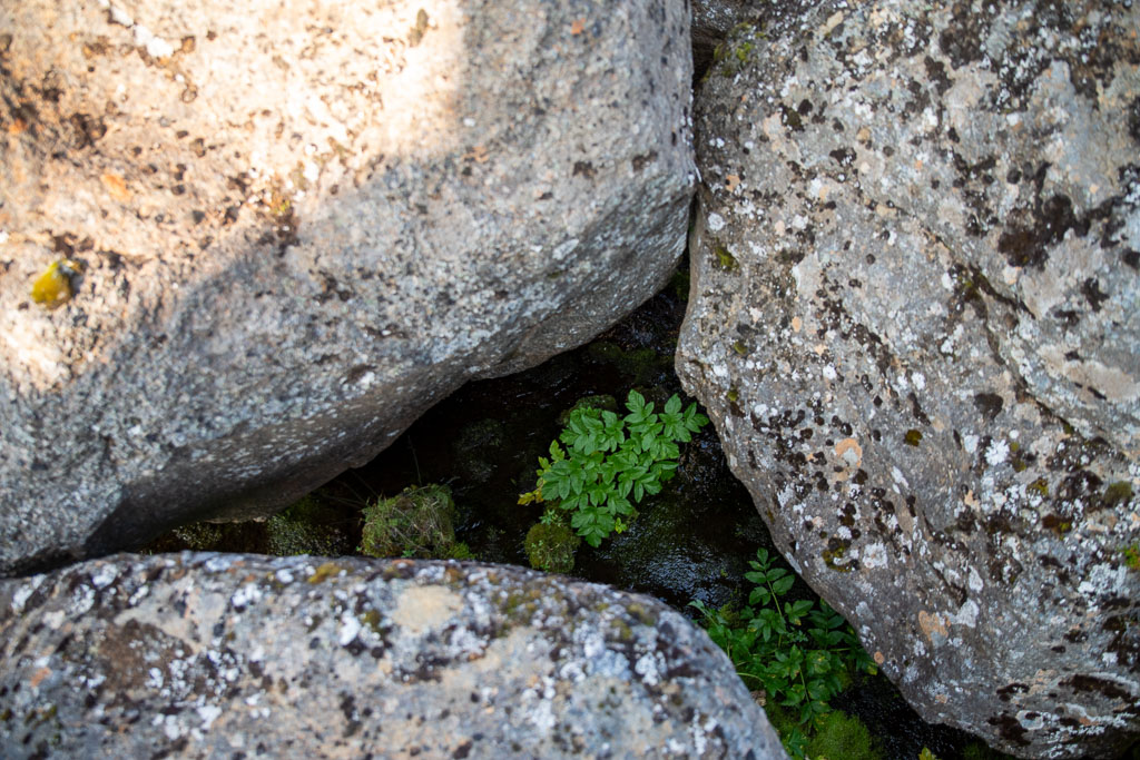 Pentax K-1 / 20 Pentax K-1   20