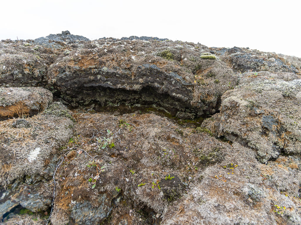 Pentax 645D / 5 Pentax 645D   5