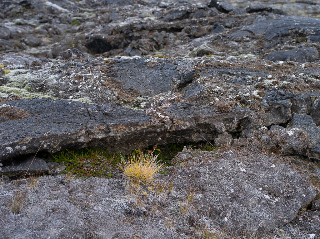 Pentax 645D / 5 Pentax 645D   5