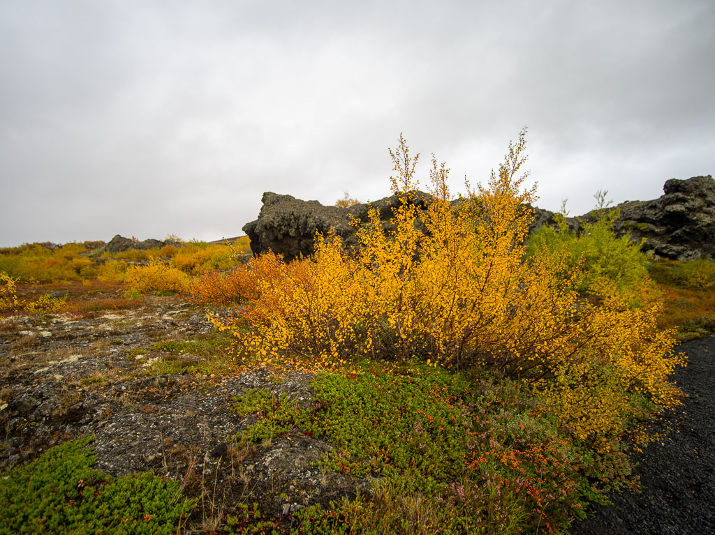 Pentax 645D / 9 Pentax 645D   9