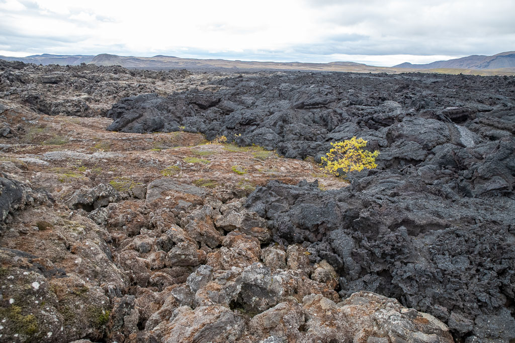 Pentax K-1 / 5 Pentax K-1   5