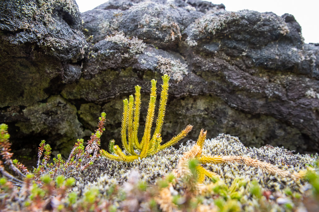 Pentax K-1 / 5 Pentax K-1   5
