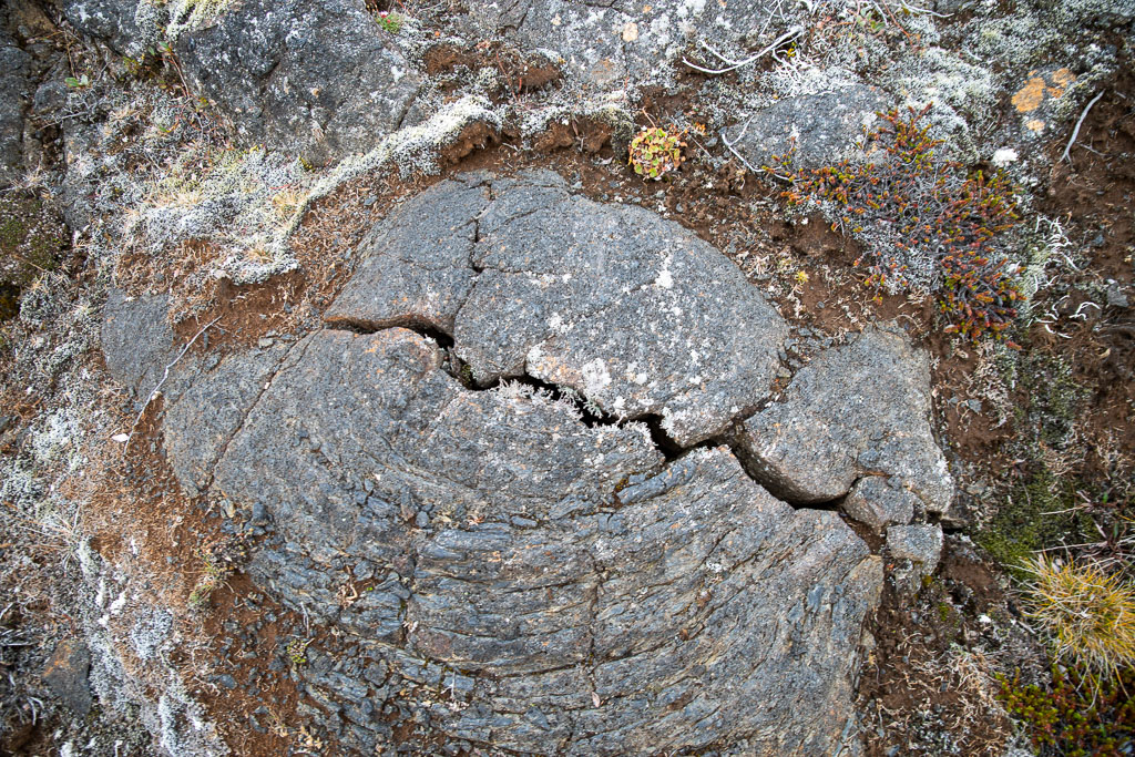 Pentax K-1 / 5 Pentax K-1   5