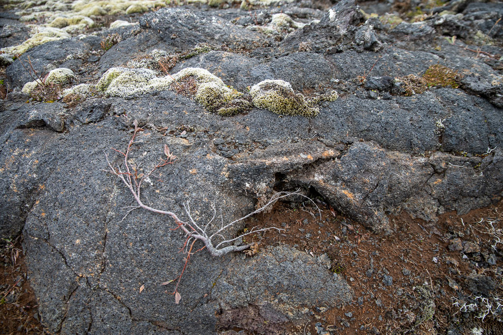 Pentax K-1 / 5 Pentax K-1   5