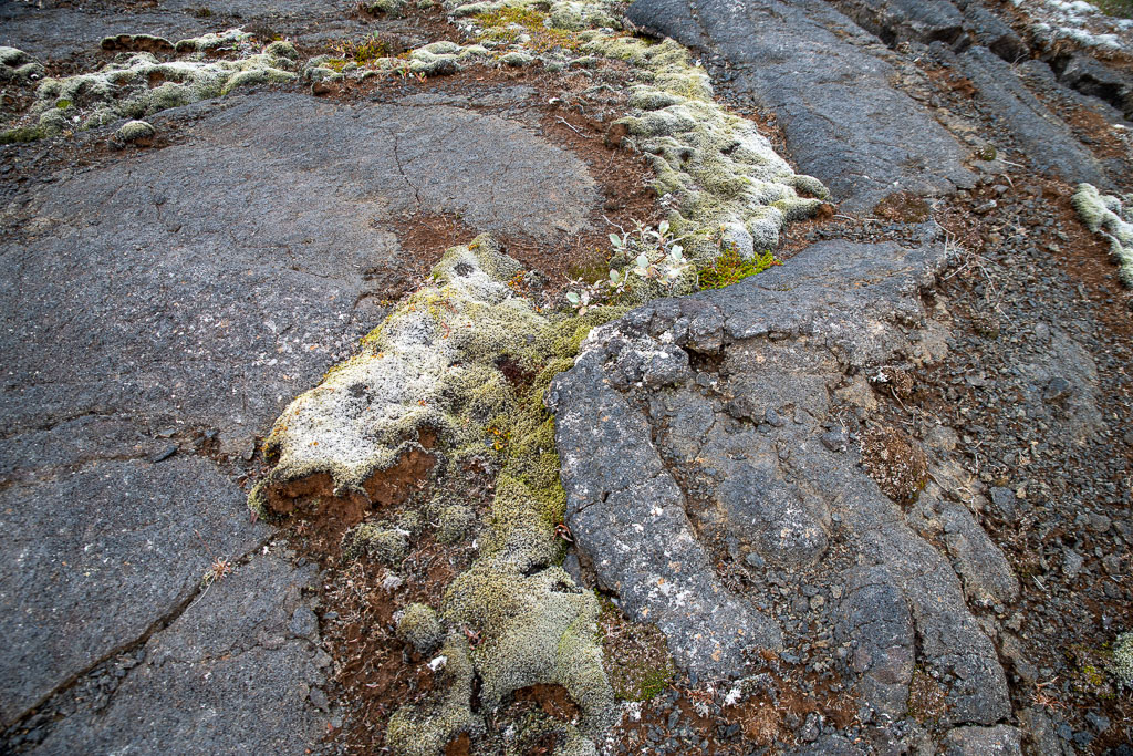 Pentax K-1 / 5 Pentax K-1   5